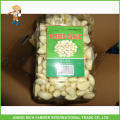 Wholesale Products Fresh Peeled Garlic